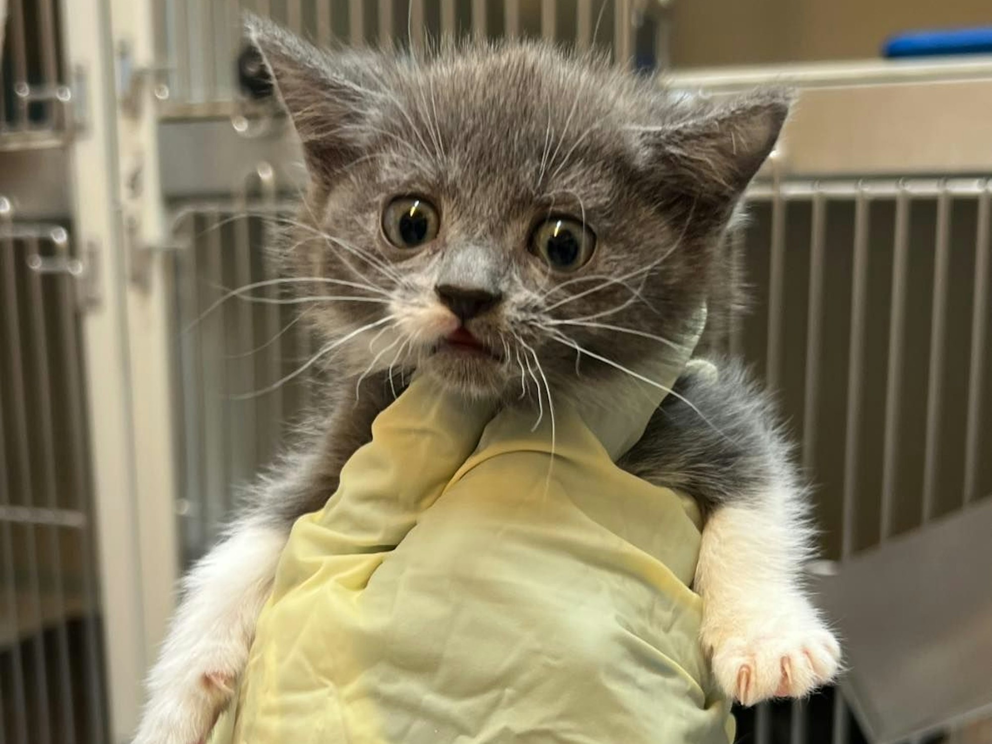 Eine Frau hält ein Katzenbaby in der Hand.