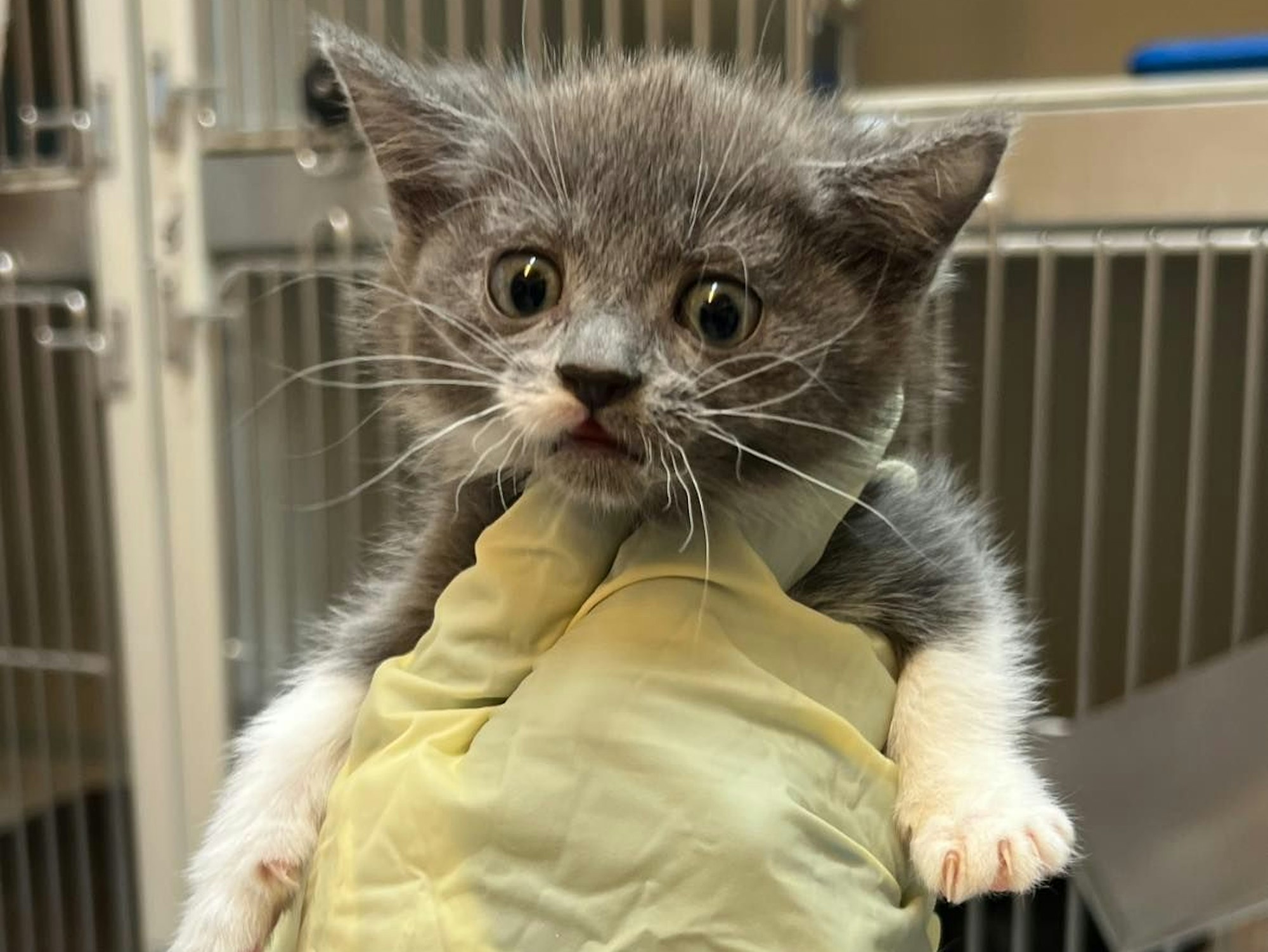 Eine Frau hält ein Katzenbaby in der Hand.