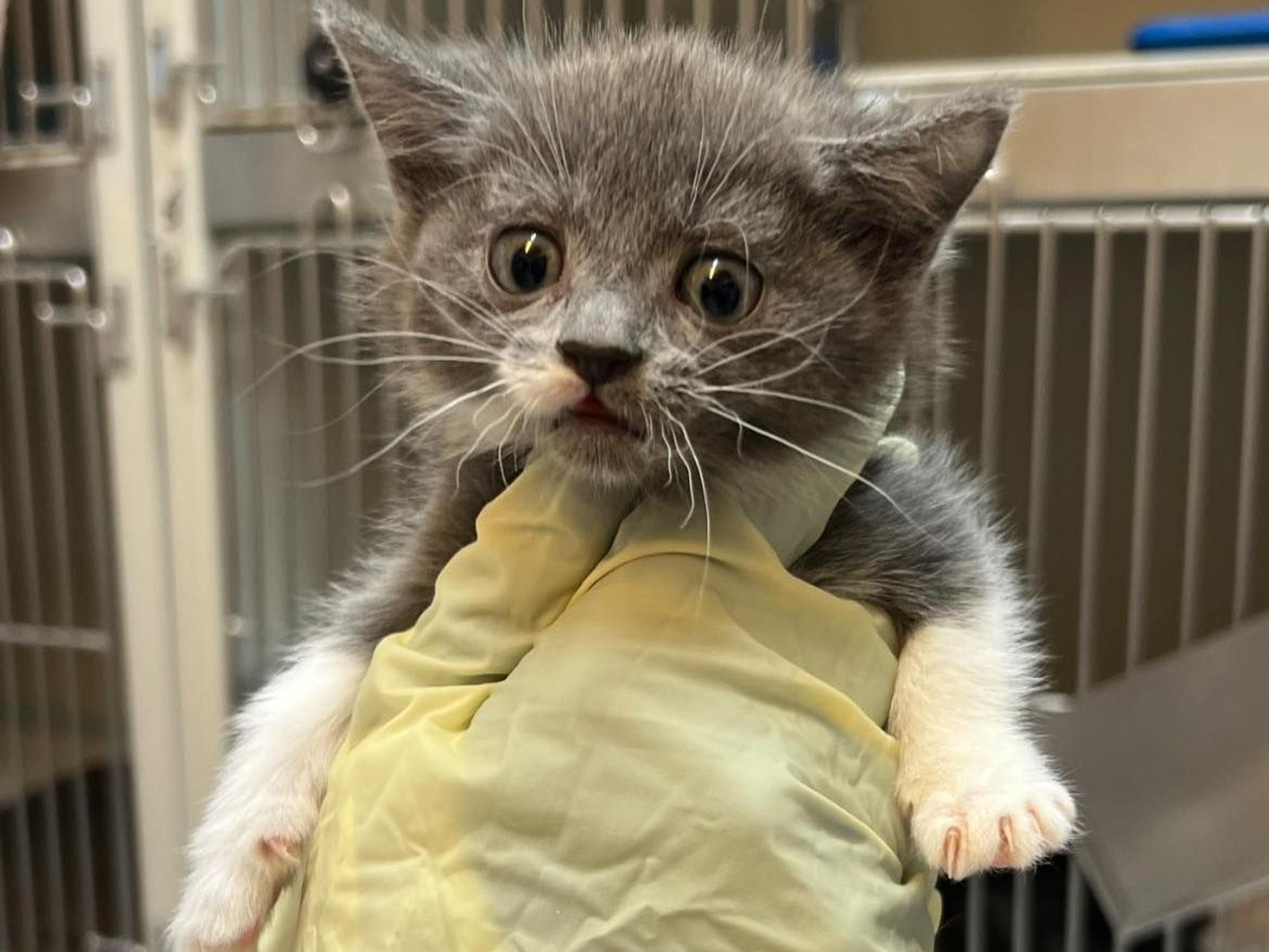 Eine Person hält eine stark unterernährte junge Katze in der Hand.