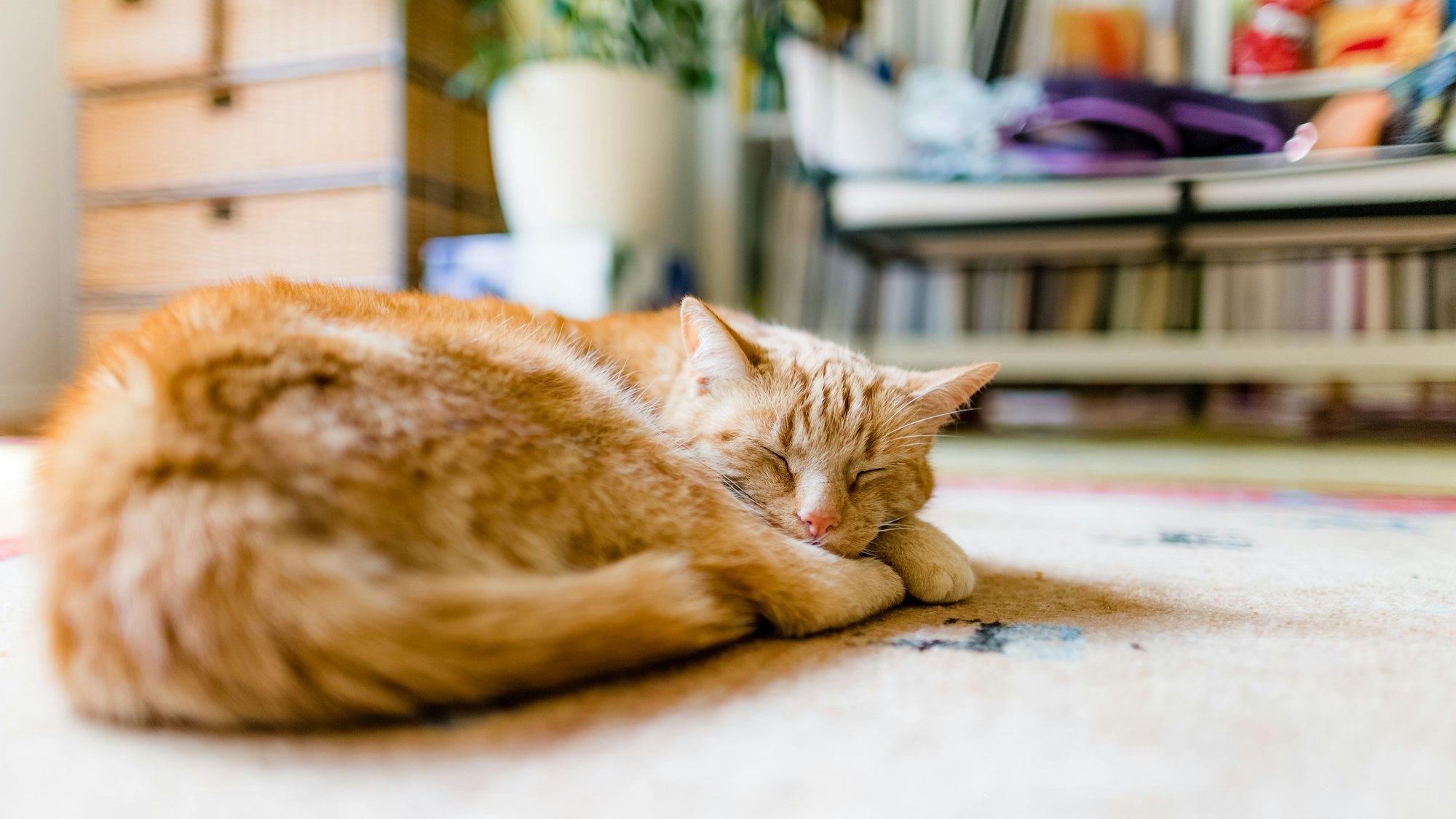 Eine Katze liegt zusammengerollt auf dem Boden.