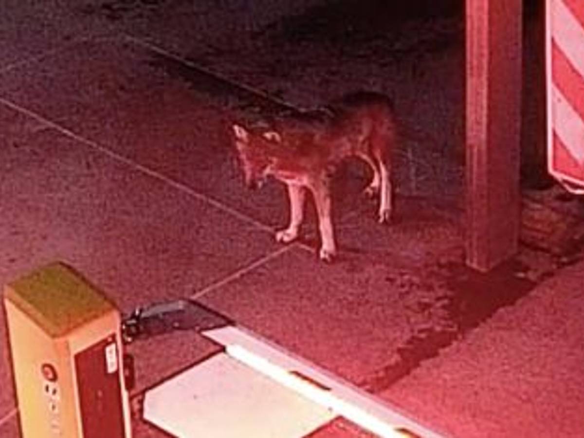 Ein Wolf steht vor einer Schranke.
