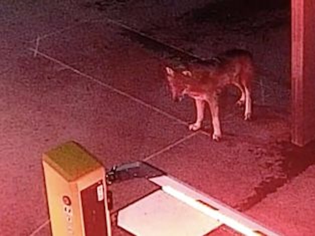 Ein Wolf steht vor einer Schranke.