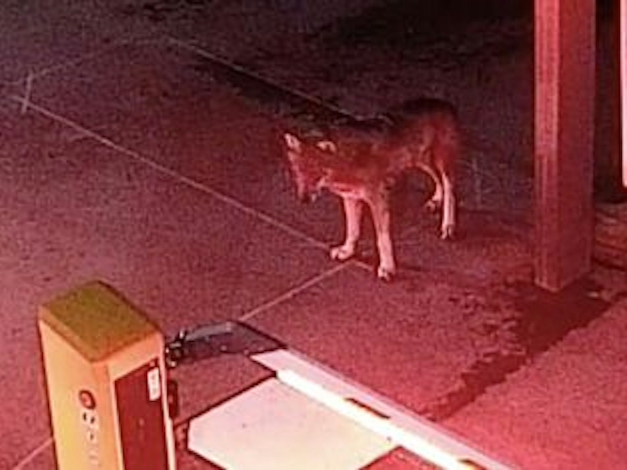 Ein Wolf steht vor einer Schranke.