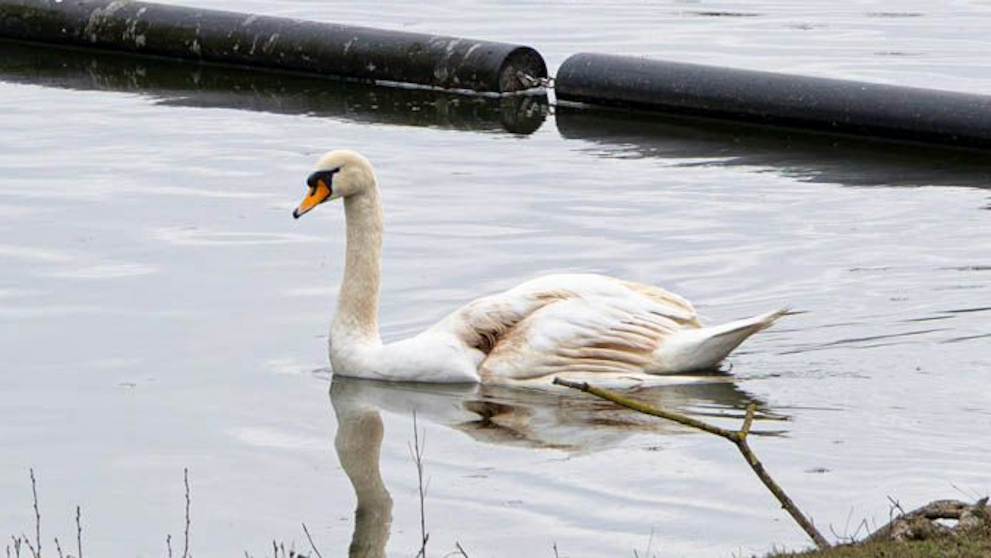 Ein Schwan schwimmt auf dem Wasser.