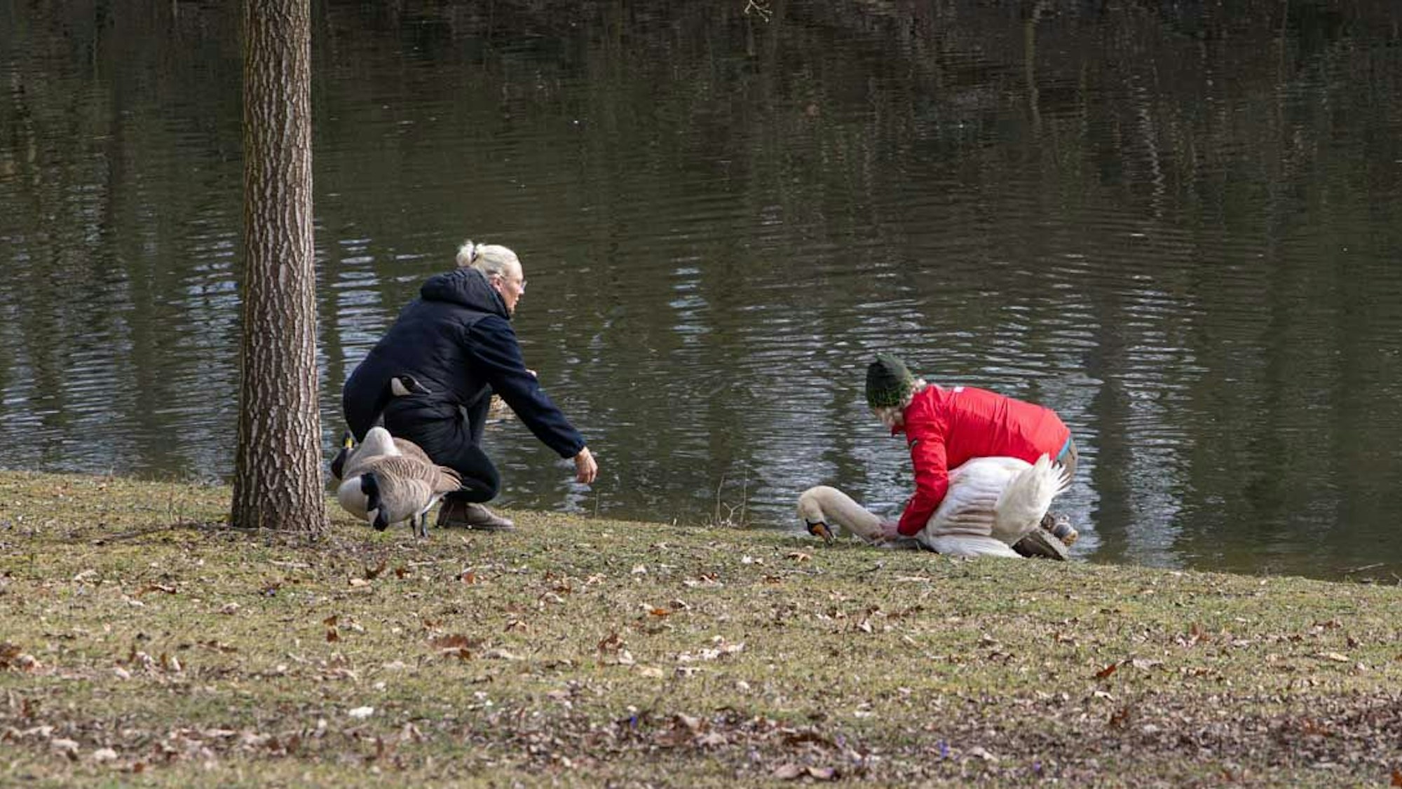 Eine Frau hat einen Schwan gepackt, eine zweite Frau hockt daneben.