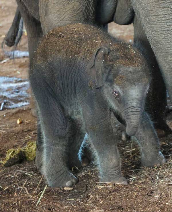 Elefant im Kölner Zoo geboren