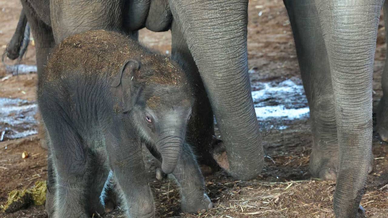 Elefant im Kölner Zoo geboren
