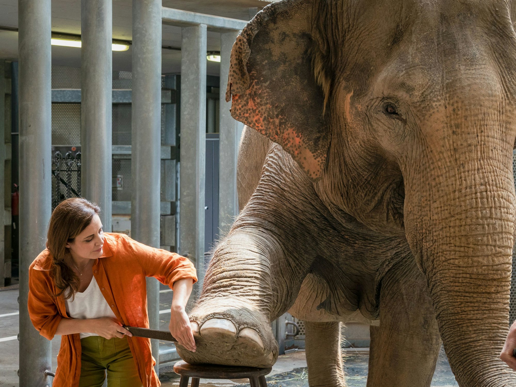 Die freie Tierärztin Dr. Susanne Mertens (Elisabeth Lanz) ist auch für die Dickhäuter des Leipziger Zoos da.