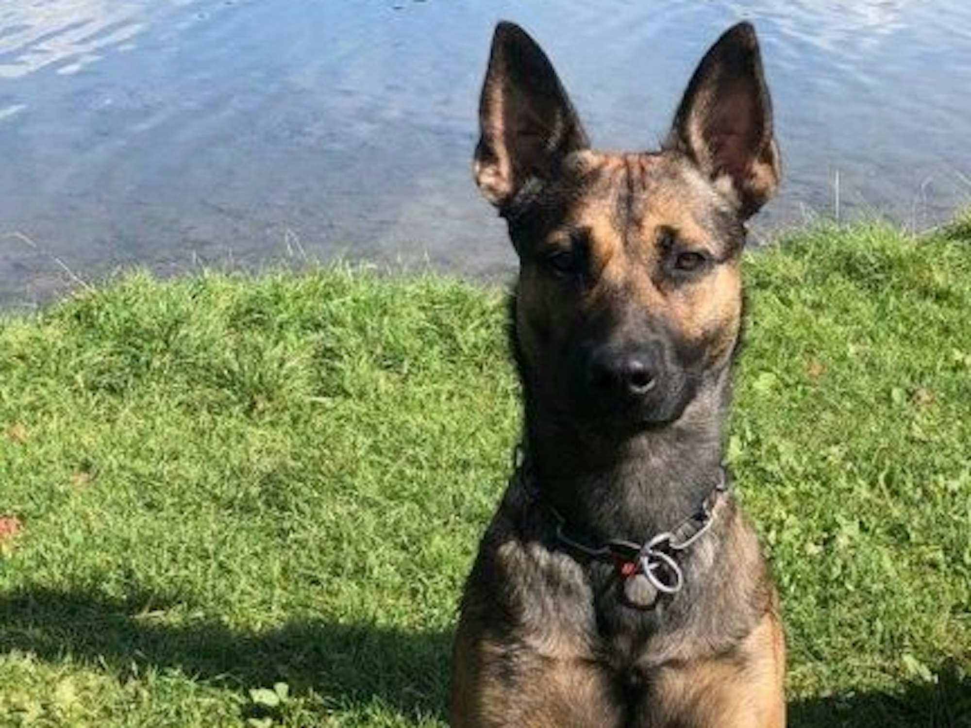 Ein sitzt neben einem Gewässer.