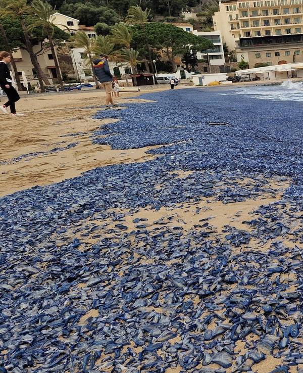 Ein blauer Teppich bedeckte fast alle Strände im Port de Sóller. Urlauber trauten ihren Augen kaum.