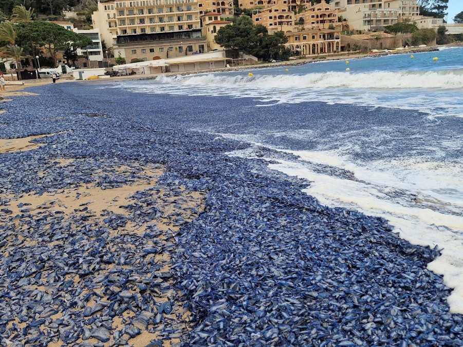 Ein blauer Teppich bedeckte fast alle Strände im Port de Sóller. Urlauber trauten ihren Augen kaum.