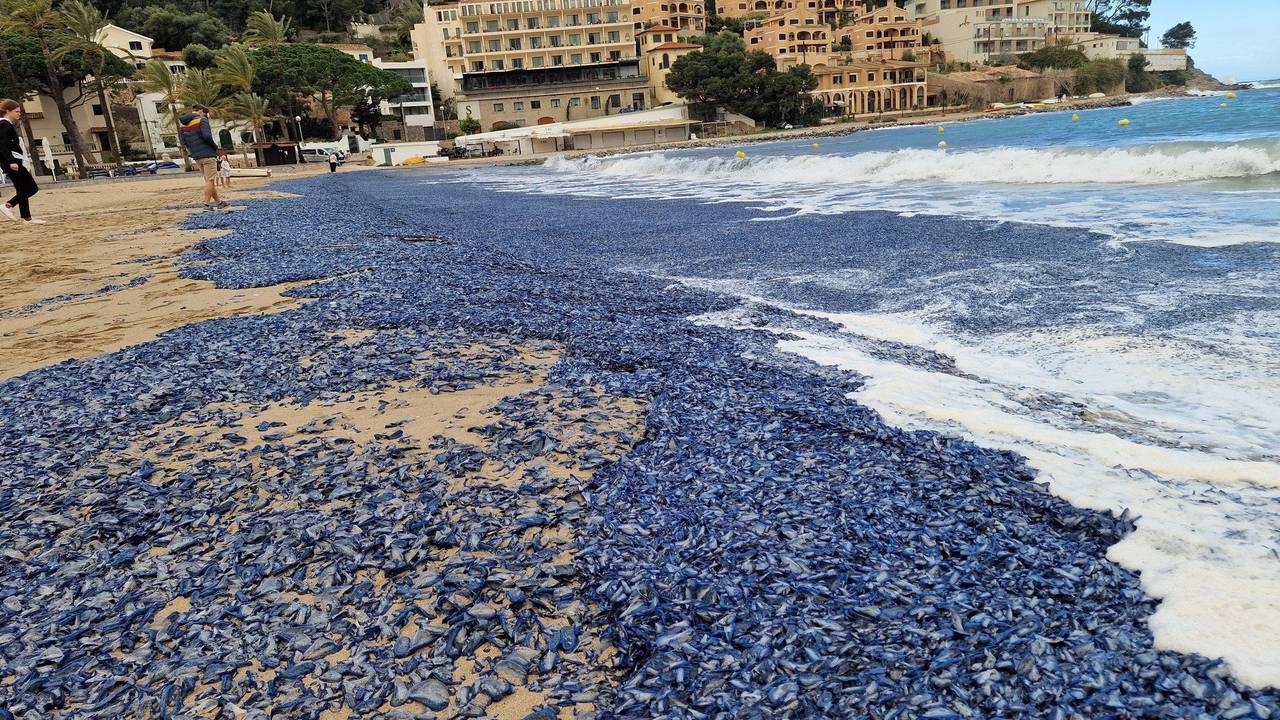 Ein blauer Teppich bedeckte fast alle Strände im Port de Sóller. Urlauber trauten ihren Augen kaum.