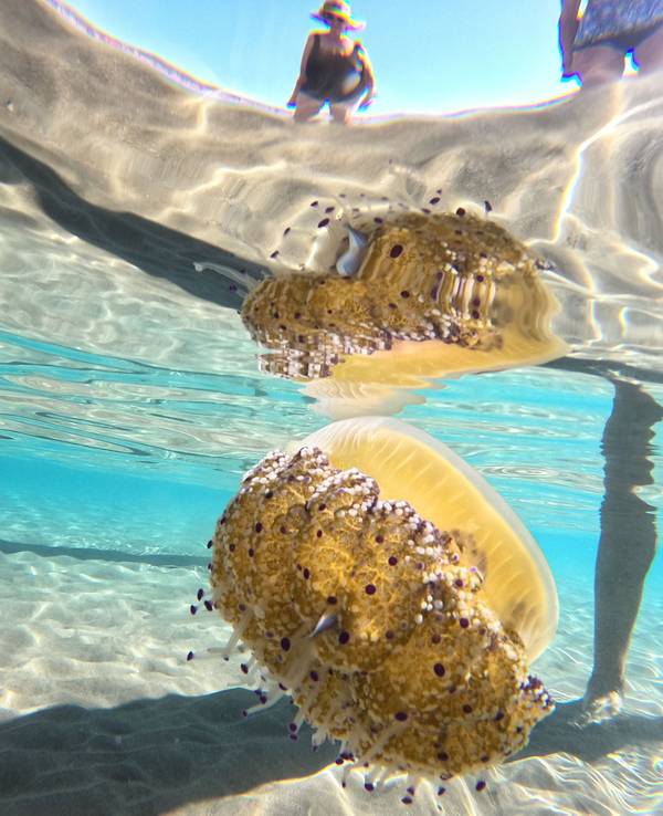 Eine Spiegeleiqualle (Cotylorhiza tuberculata) schwimmt im Meer im knietiefen Wasser neben Badenden. Sie sehen interessant aus, erinnern von oben an ein Spiegelei, und machen Badegäste nervös - an der Küste Mallorcas treiben zur Zeit wieder Quallen in Strandnähe, darunter auch tellergroße sogenannte Spiegeleiquallen.