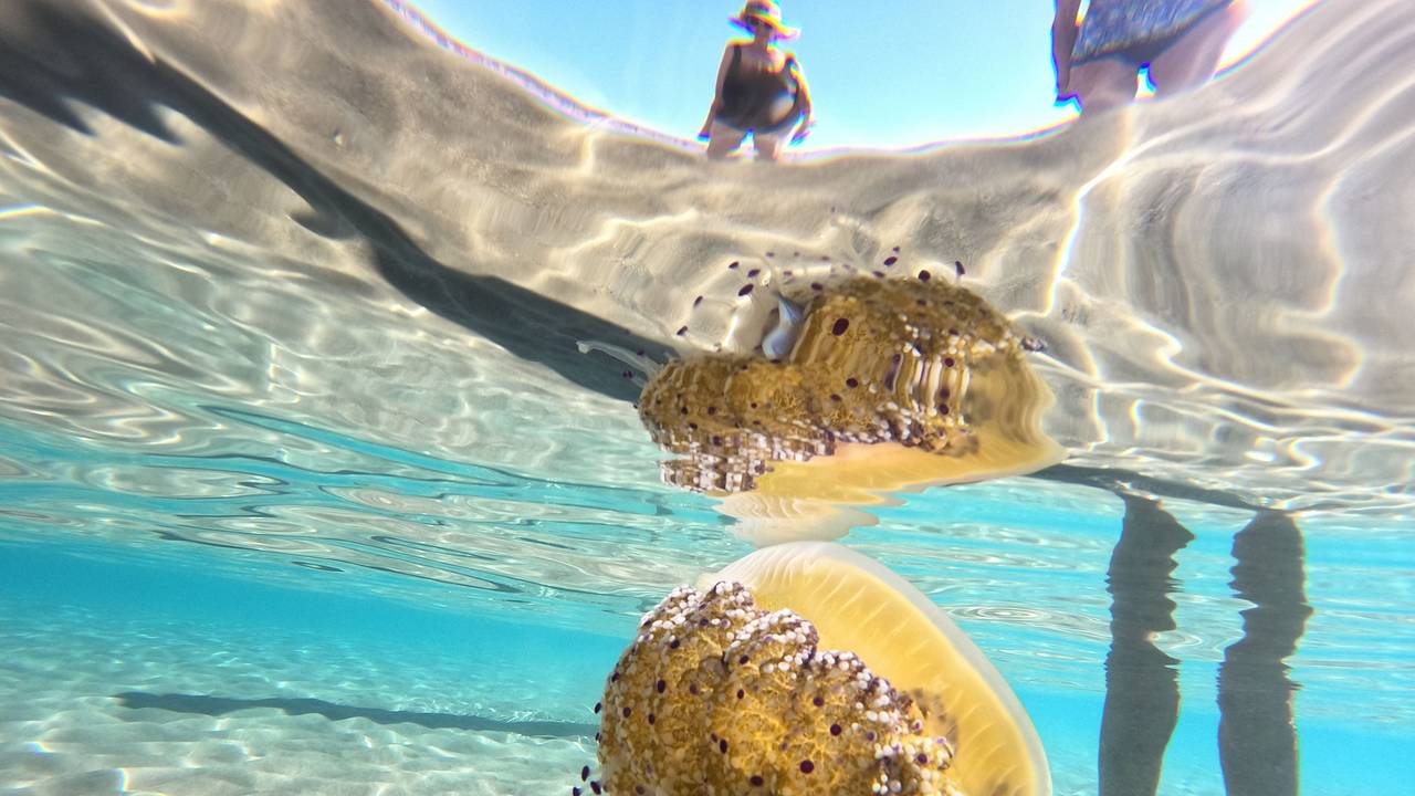 Eine Spiegeleiqualle (Cotylorhiza tuberculata) schwimmt im Meer im knietiefen Wasser neben Badenden. Sie sehen interessant aus, erinnern von oben an ein Spiegelei, und machen Badegäste nervös - an der Küste Mallorcas treiben zur Zeit wieder Quallen in Strandnähe, darunter auch tellergroße sogenannte Spiegeleiquallen.