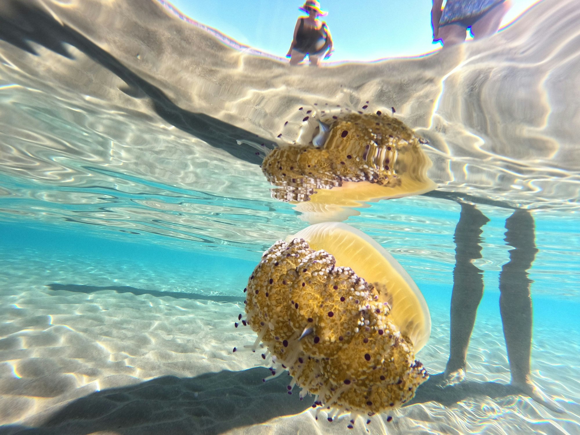 Eine Spiegeleiqualle (Cotylorhiza tuberculata) schwimmt im Meer im knietiefen Wasser neben Badenden. Sie sehen interessant aus, erinnern von oben an ein Spiegelei, und machen Badegäste nervös - an der Küste Mallorcas treiben zur Zeit wieder Quallen in Strandnähe, darunter auch tellergroße sogenannte Spiegeleiquallen.