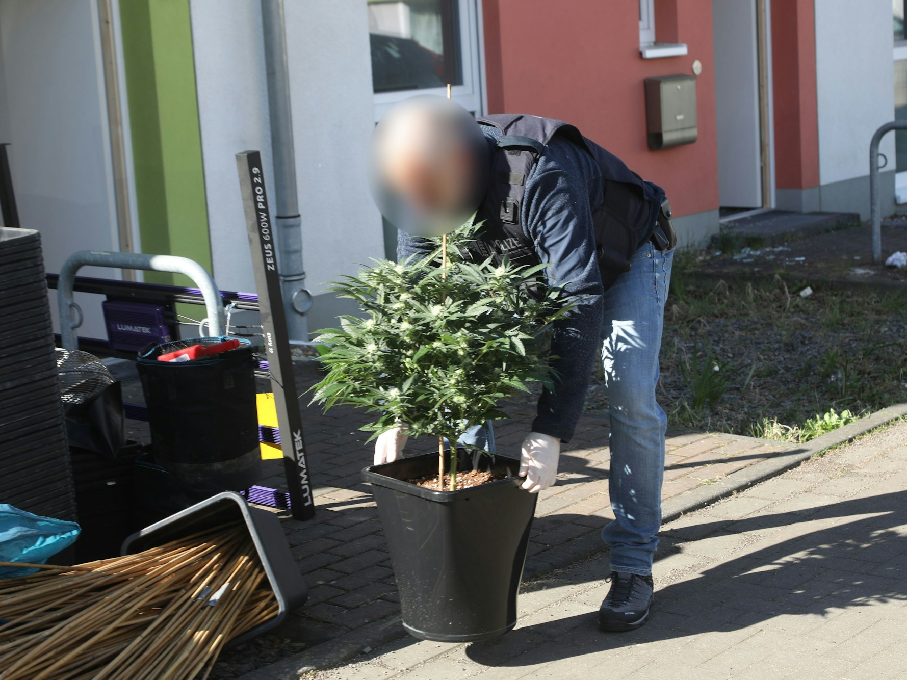 Ein Polizist setzt vor einem Haus einen Topf mit einer Cannabispflanze auf den Boden.