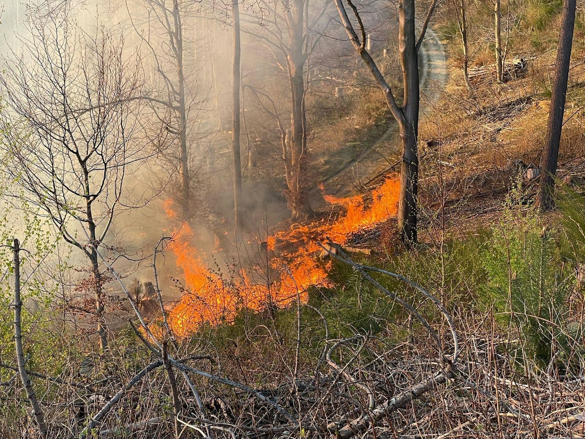 Flammen fressen sich durch das Unterholz.