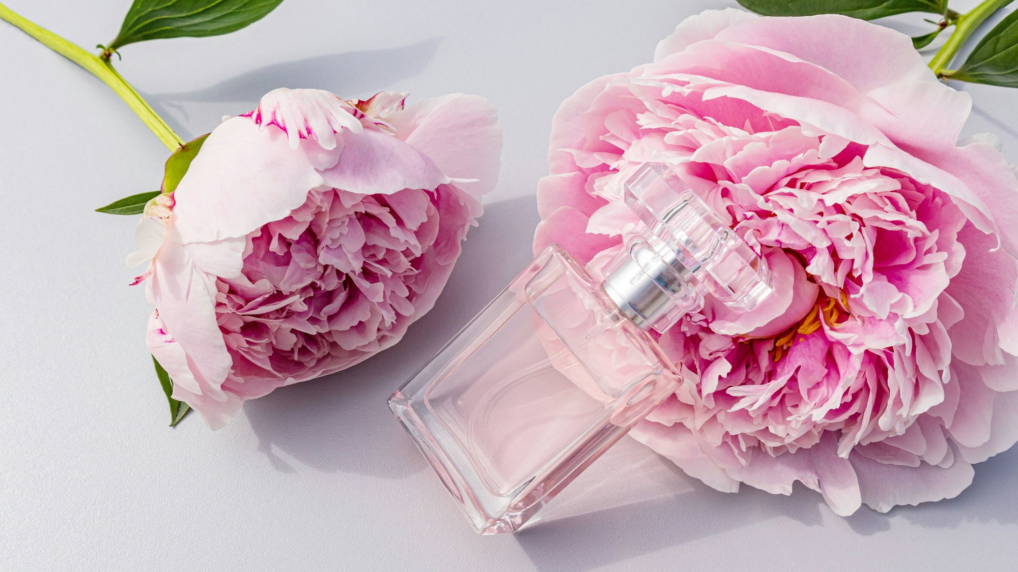 Ein schöner Kristallflakon für ein Damenparfüm mit zartem Duft liegt auf einer rosa Pfingstrose.
