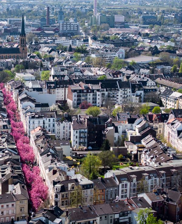 Was für eine Blütenpracht in der Heerstraße und der Breite Straße in Bonn. Die Kirschblüte zieht Tausende an.