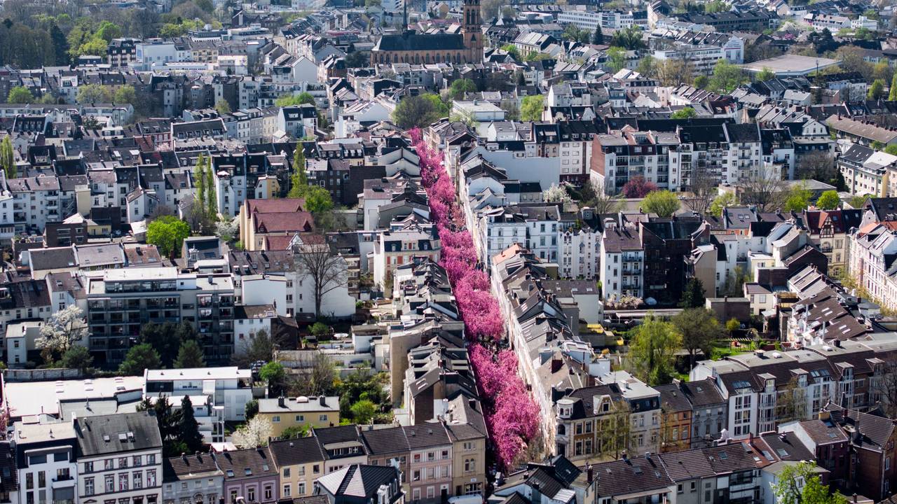 Was für eine Blütenpracht in der Heerstraße und der Breite Straße in Bonn. Die Kirschblüte zieht Tausende an.