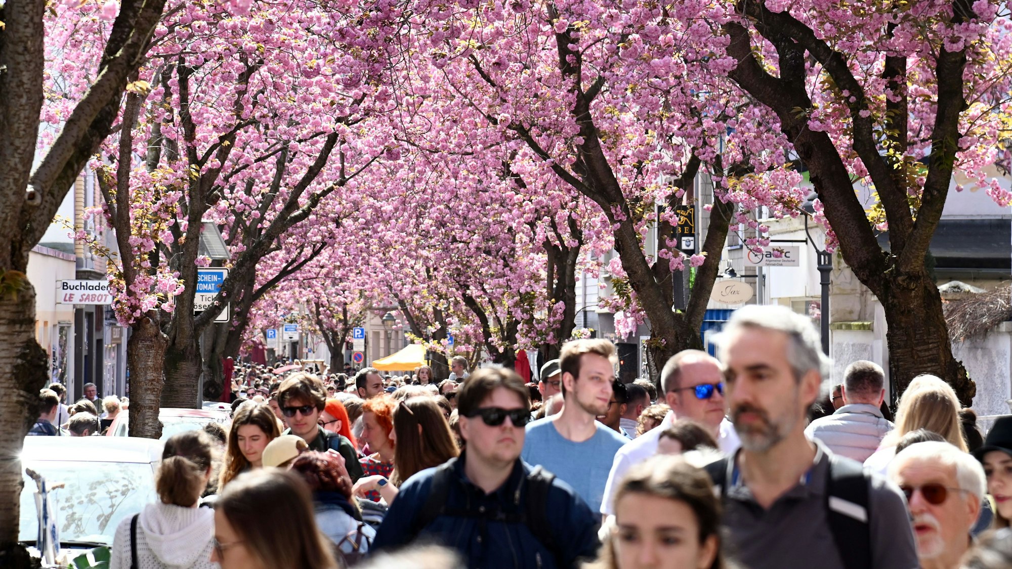Die Kirschblüte in der Bonner Altstadt zieht jedes Jahr viele Schaulustige an. Tausende strömen auf die Breite Straße.