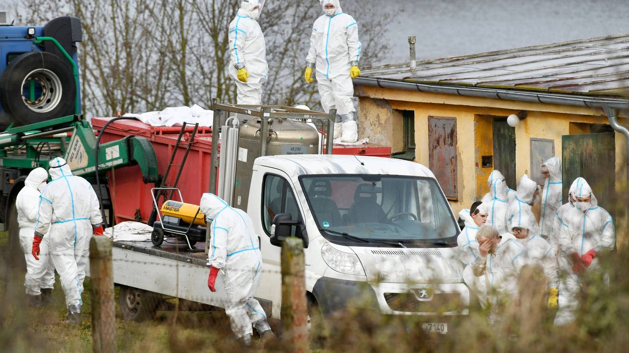 Einsatz gegen Vogelgrippe am 19. November 2024 in Tschechien (Archivfoto). Jetzt wurde das Virus bei einem kleinen Mädchen in Mexiko festgestellt.