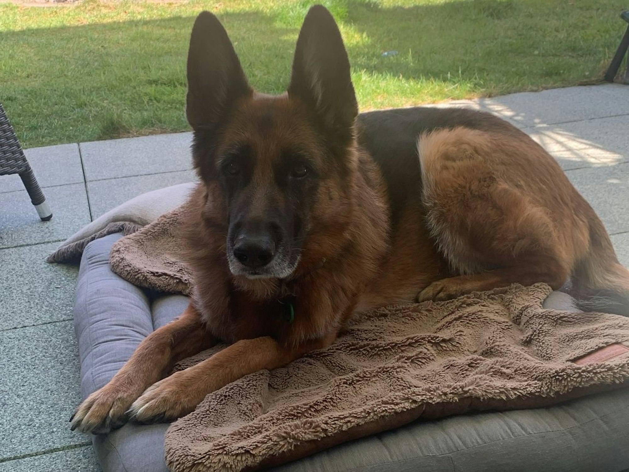Spenderhund Baghira