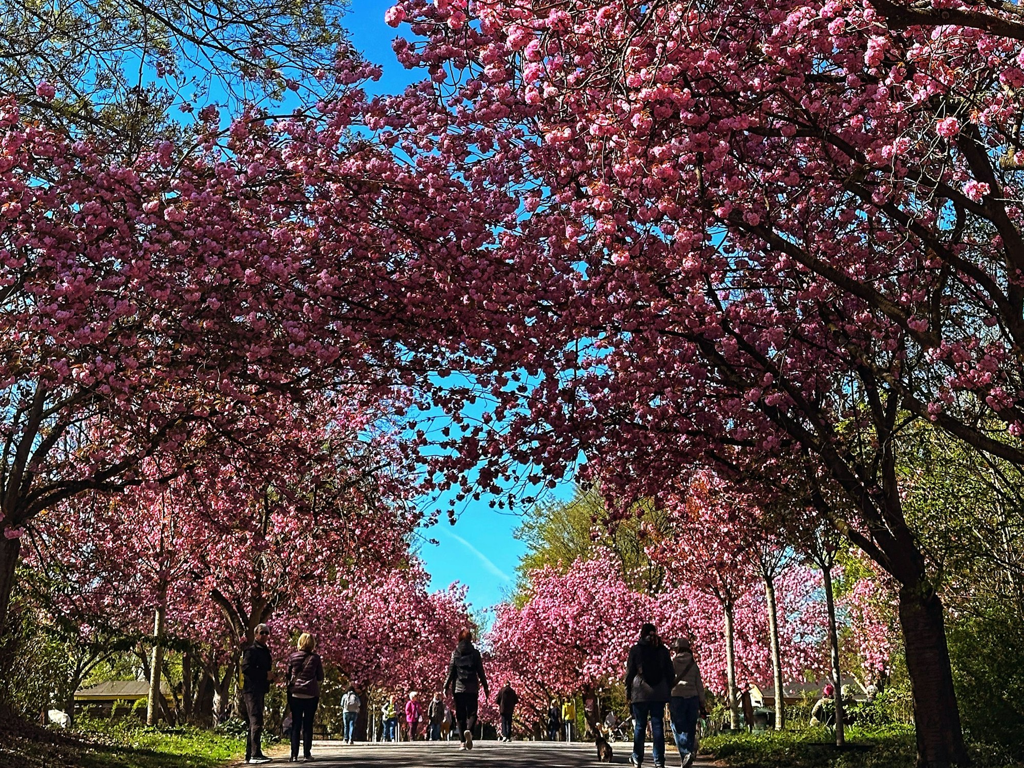 An beiden Seiten eines Weges stehen blühende Kirschbäume.