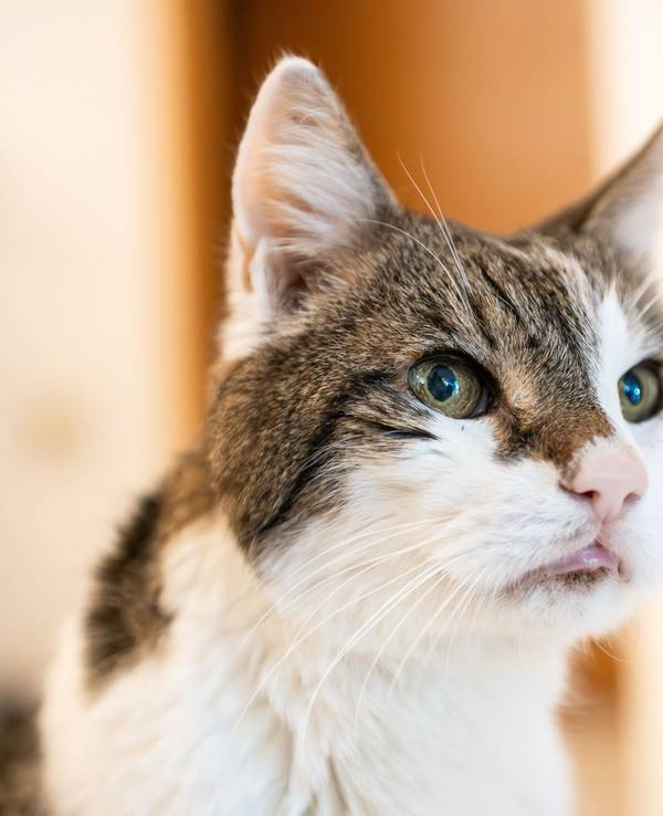 Ein Kater