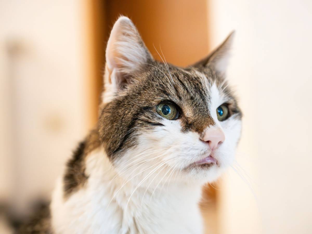 Ein Kater