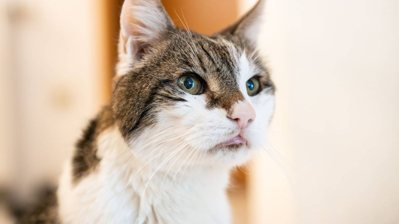 Ein Kater
