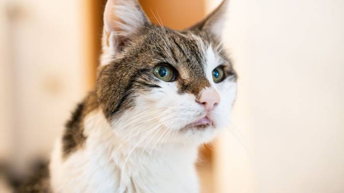 Ein Kater