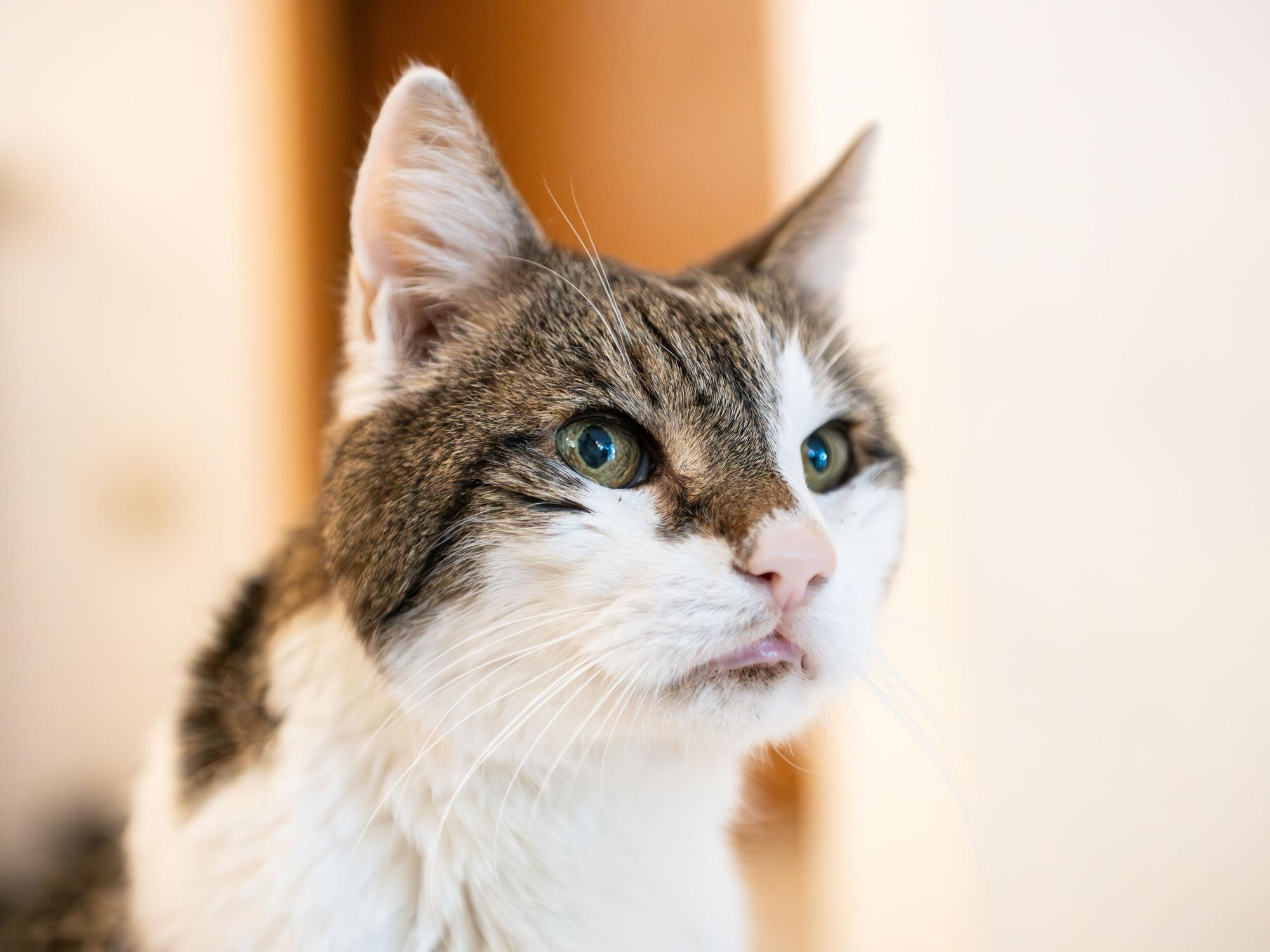 Ein Kater