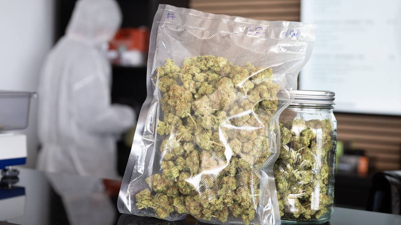 Das Symbolbild zeigt fertig verpackte Cannabis-Blüten auf dem Tresen des ‚Cannabis Social Club Rhoihesse‘. Die Anbauvereinigung bezieht ihr Gras aus eigener Anzucht und gibt es ausschließlich an Mitglieder ab. Seit der Legalisierung hat der Schmuggel zugenommen.