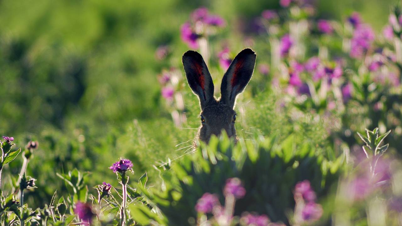 Europäischer Feldhase kauert im Gras
