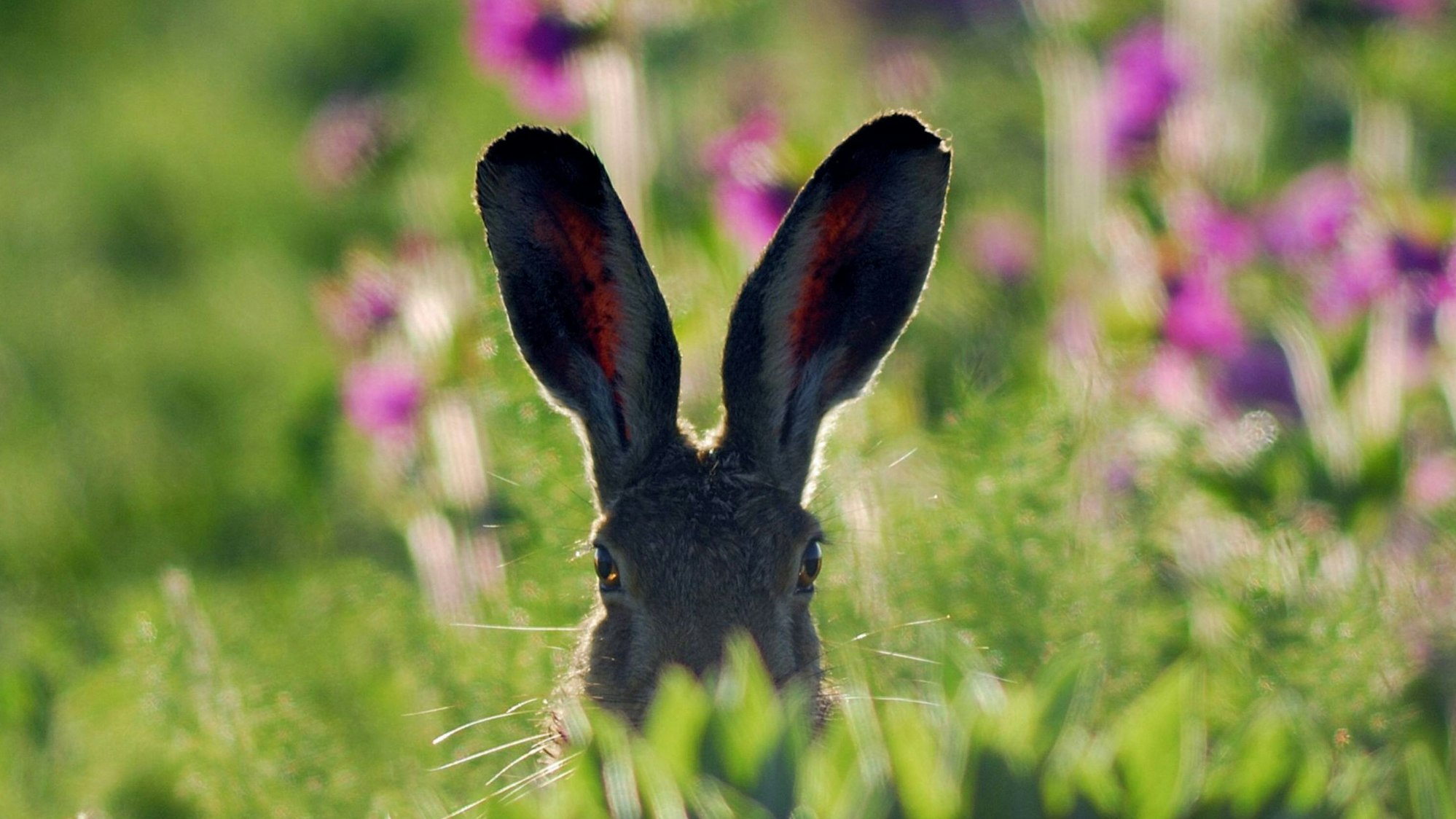 Europäischer Feldhase kauert im Gras