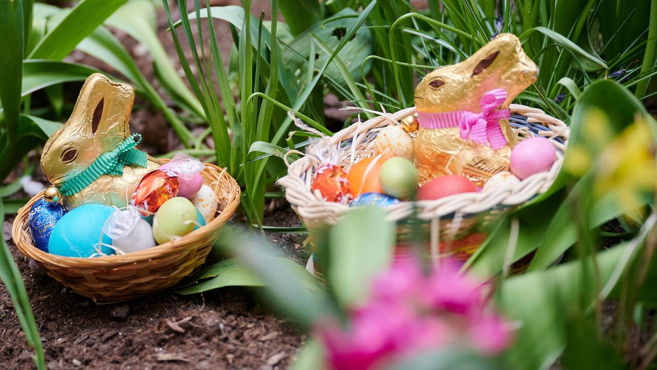 Zwei Osternester mit Schokoladenhasen, gefärbten Eiern und Schokoladeneiern liegen in einem Blumenbeet (gestellte Szene).