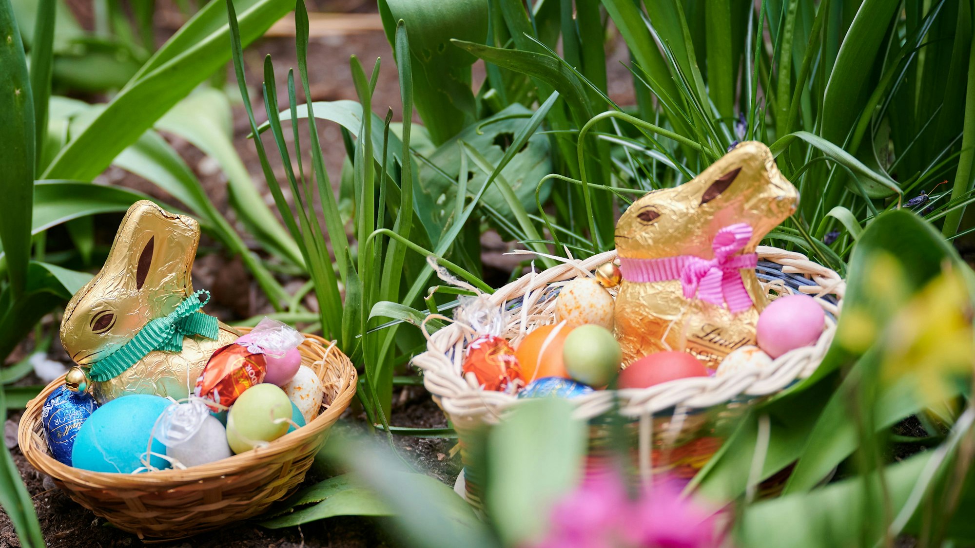 Zwei Osternester mit Schokoladenhasen, gefärbten Eiern und Schokoladeneiern liegen in einem Blumenbeet (gestellte Szene).