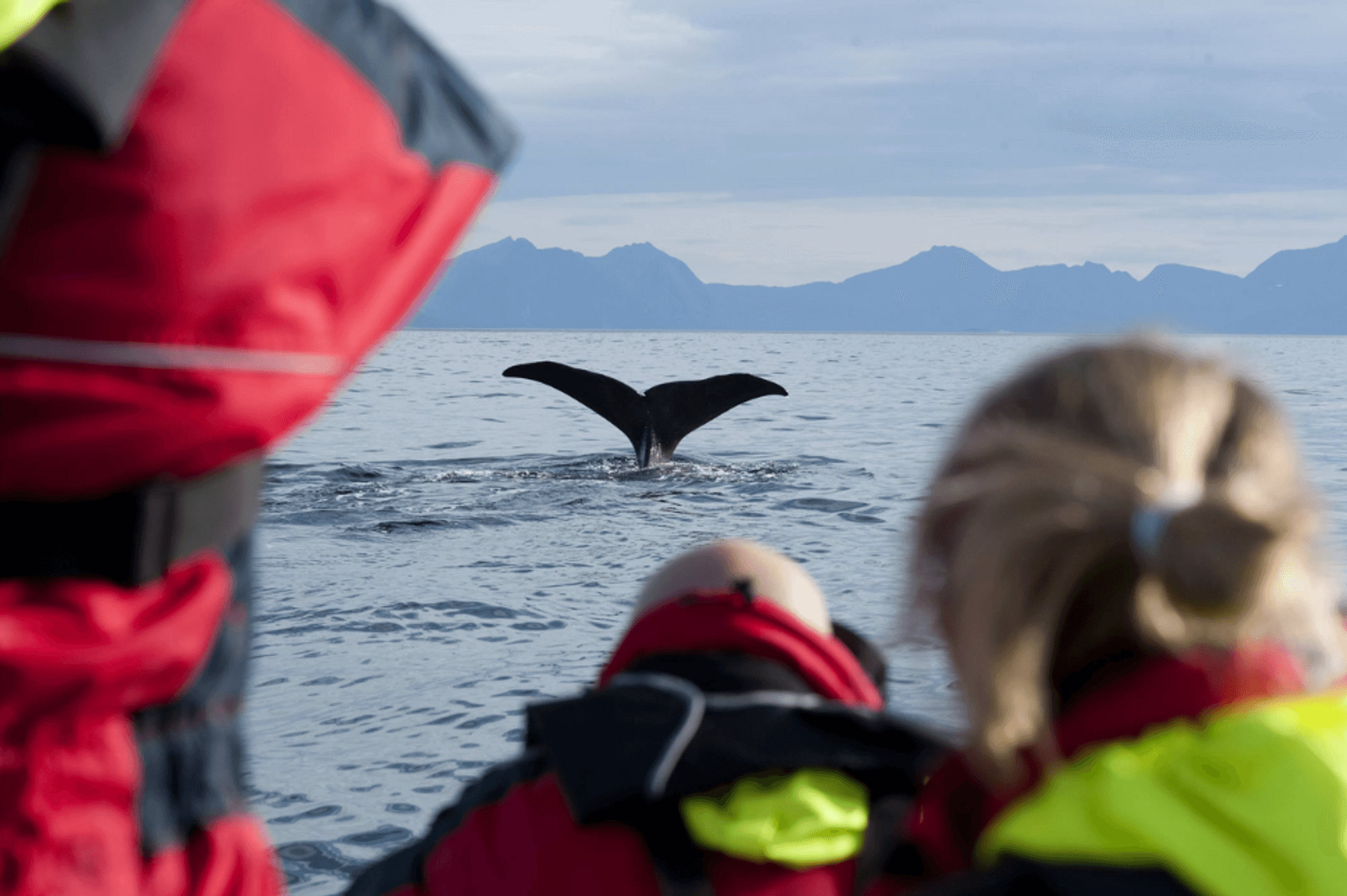 Bild von einer Walsafari in Andenes.