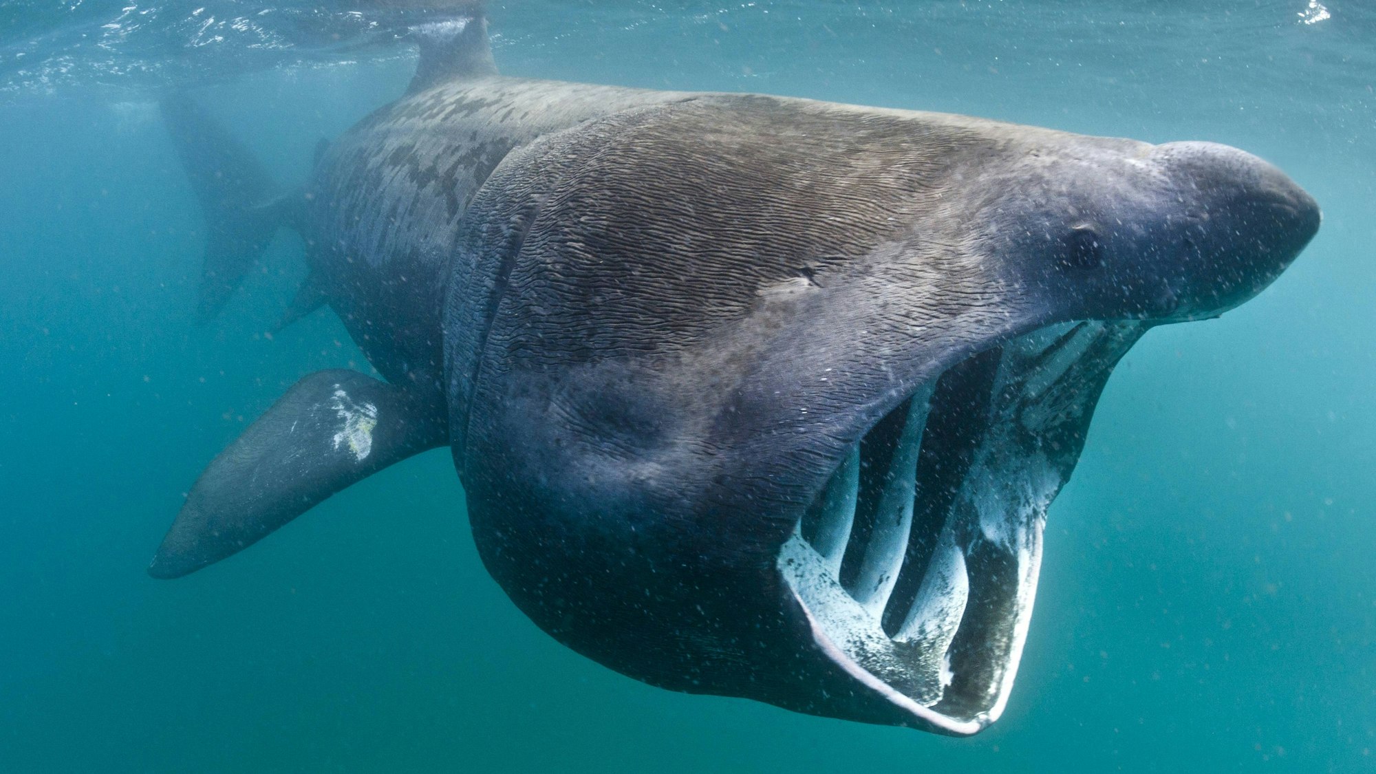 Ein Riesenhai reißt sein Maul auf
