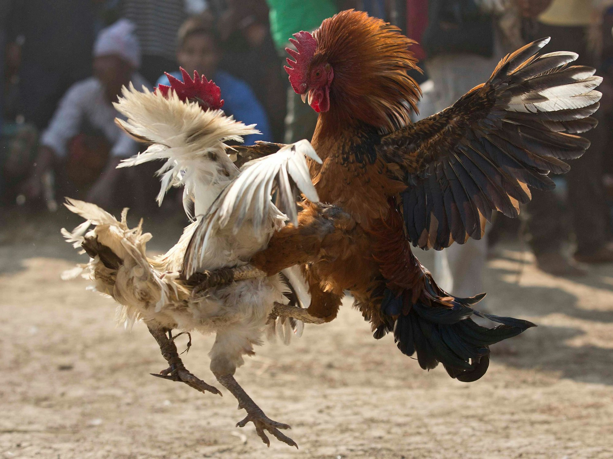 Zwei Hähne attackieren einander beim Hahnenkampf in Indien.