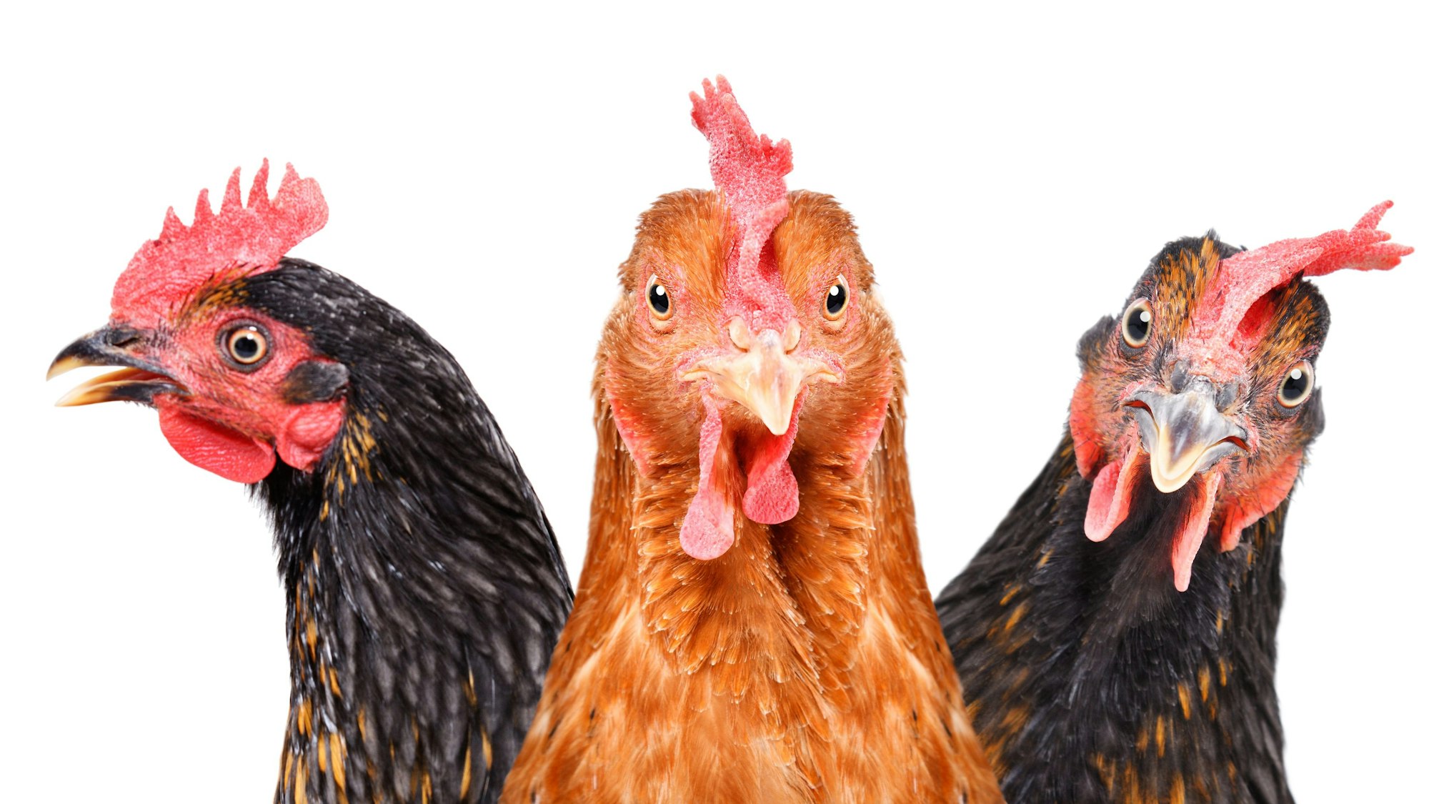 Drei Hühner im Porträt