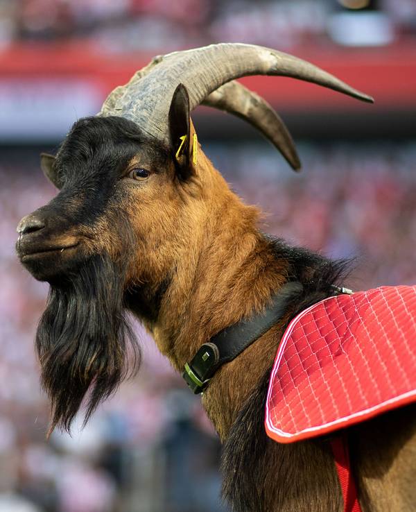 Kölns Maskottchen, Hennes IX, ist bei jedem Heimspiel im Rhein-Energie-Stadion dabei.