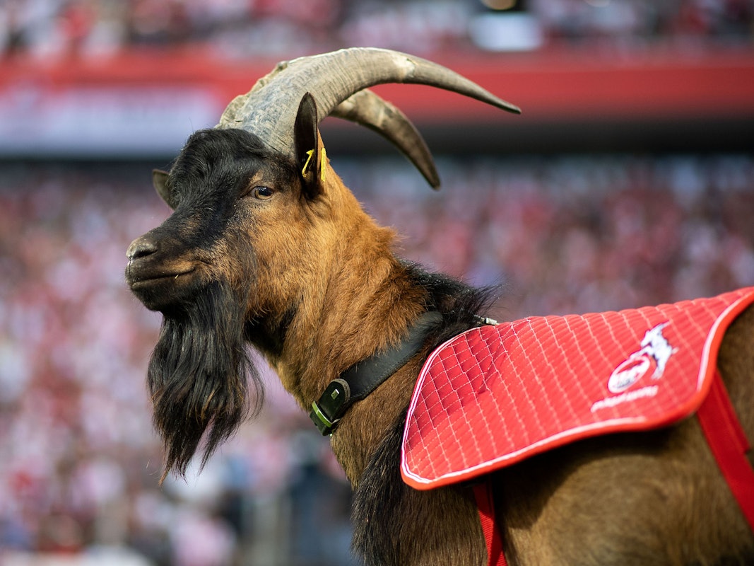 Kölns Maskottchen, Hennes IX, ist bei jedem Heimspiel im Rhein-Energie-Stadion dabei.