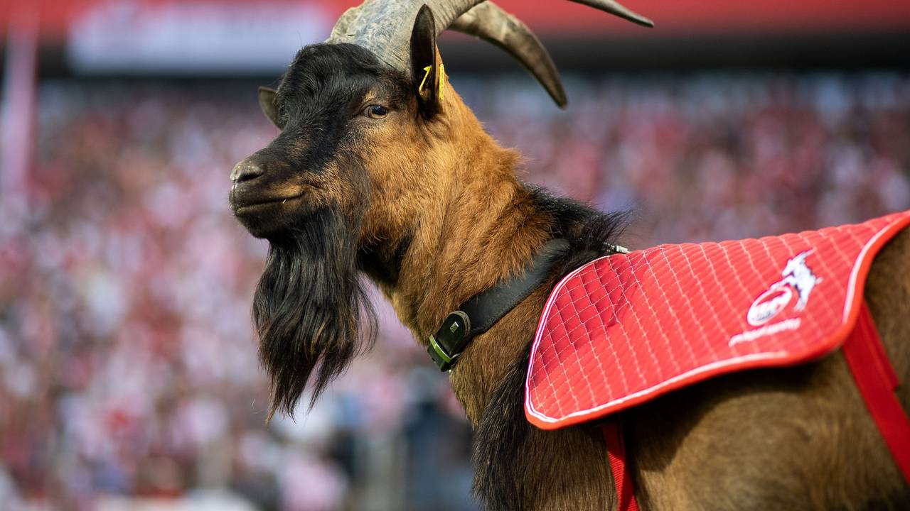 Kölns Maskottchen, Hennes IX, ist bei jedem Heimspiel im Rhein-Energie-Stadion dabei.