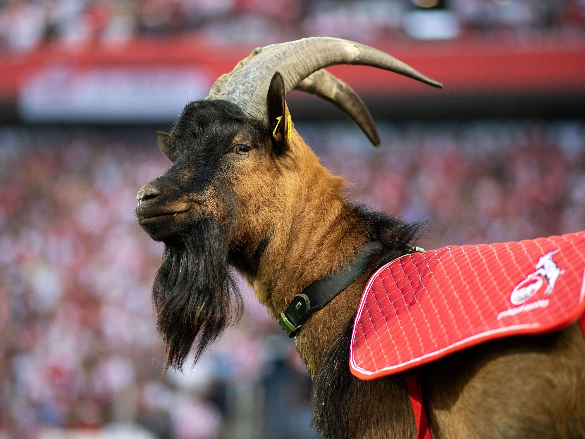 FC-Maskottchen Hennes IX. im Stadion.