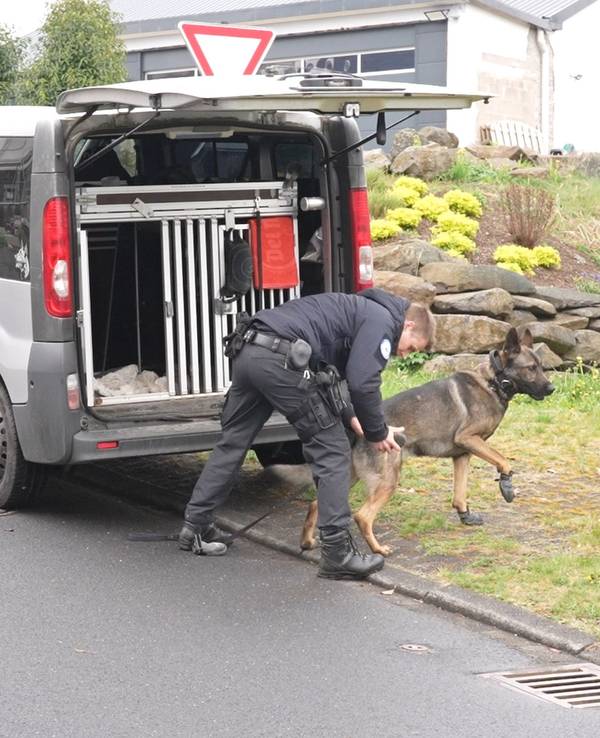 Ein Polizist und ein Suchhund bereiten sich auf einen Einsatz vor.