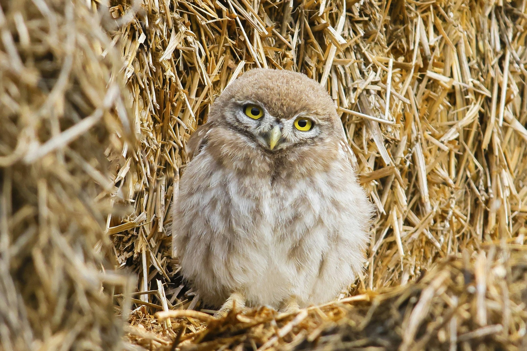 Ein Steinkauz sitzt in einem Nest.