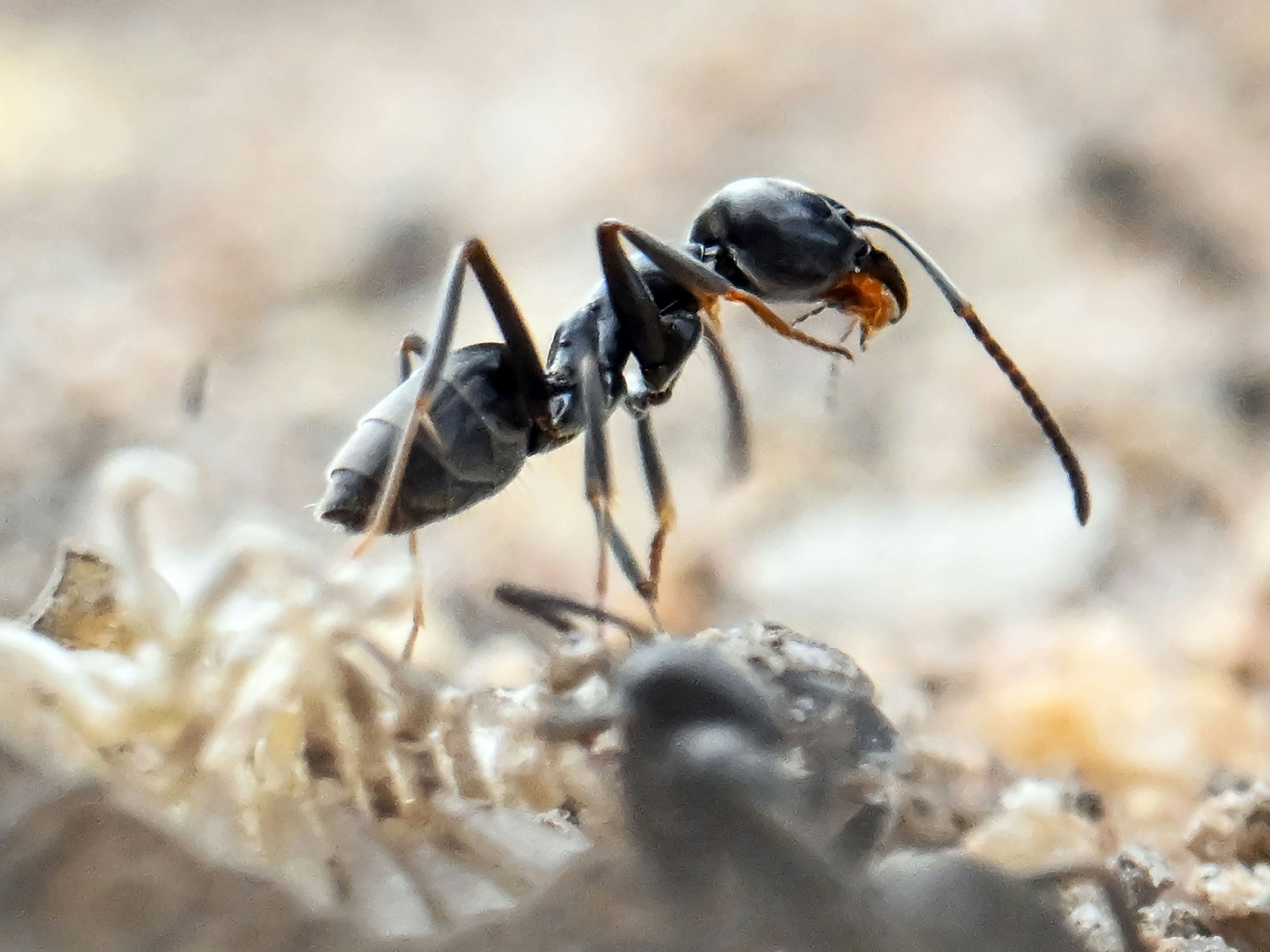 Eine Ameise läuft über ein Feld.