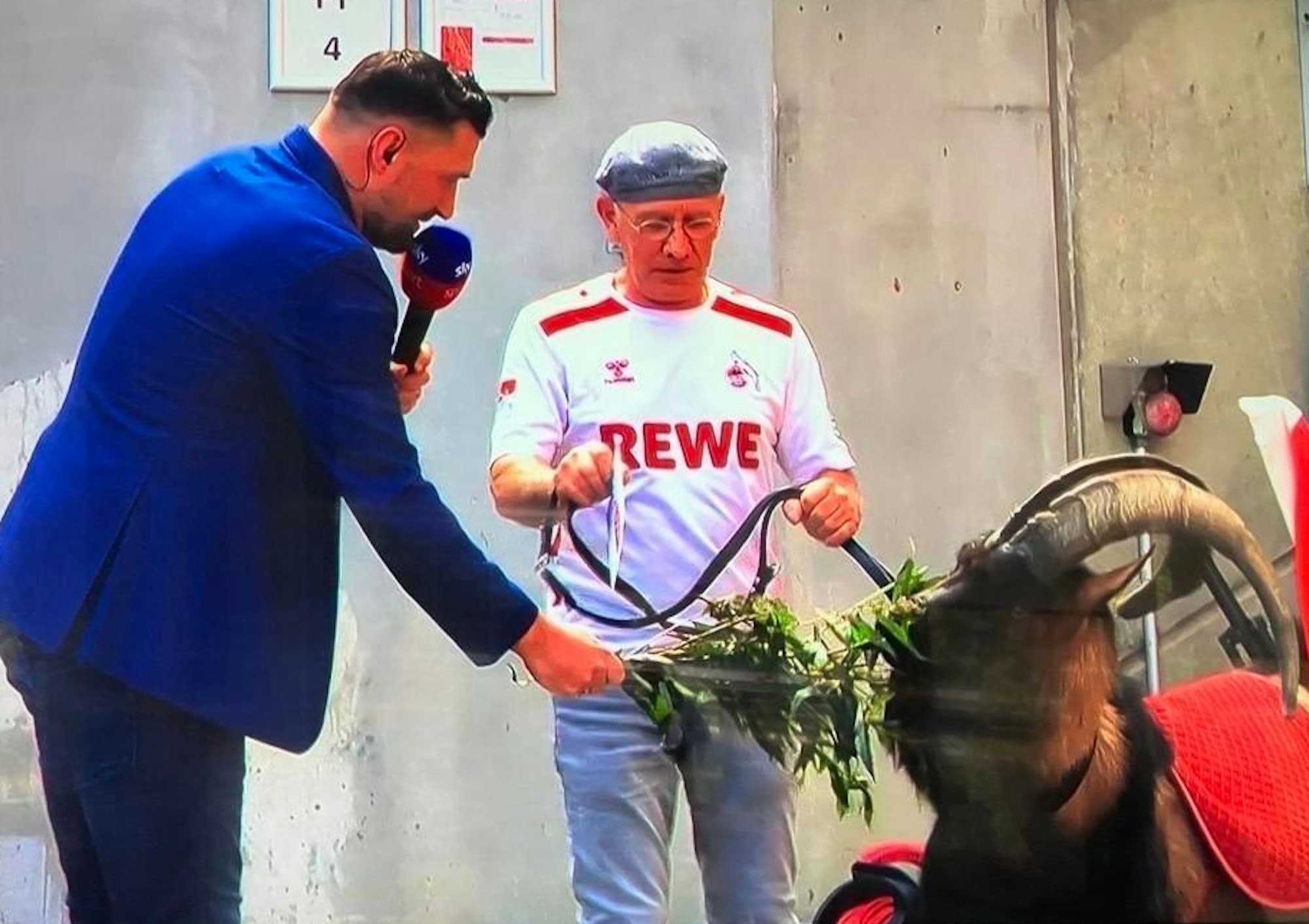 Sky-Experte Torsten Mattuschka füttert FC-Maskottchen Hennes.